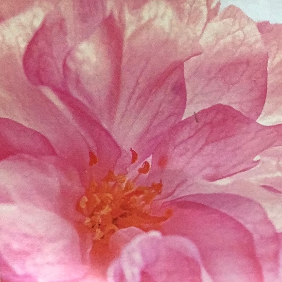 Meet your Posher, Cmay - Picture 2 of 2